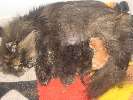 Roos met haar kittens